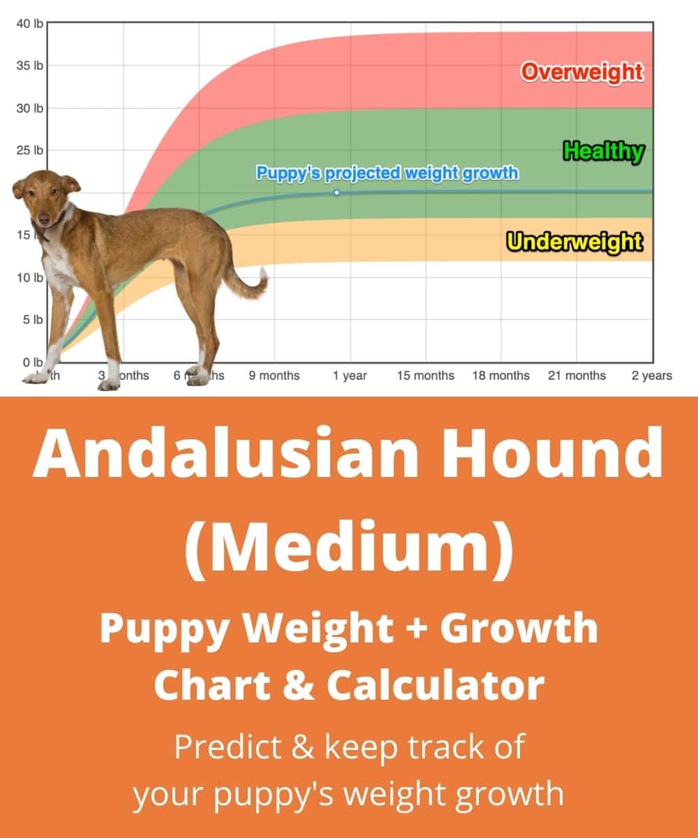 andalusian-hound-medium Puppy Weight Growth Chart